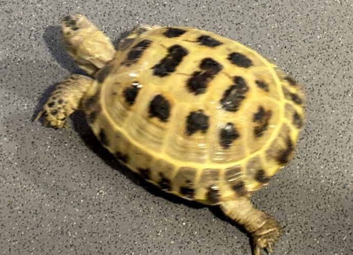 a tiny pet tortoise joined us! It went for a wander during the Mario Party Tournament.
