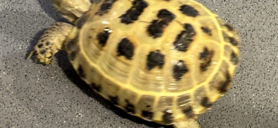 a tiny pet tortoise joined us! It went for a wander during the Mario Party Tournament.